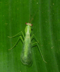 Microphotina