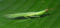 Microphotina