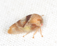 Cyrtolobus vau