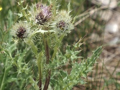 Cirsium osterhoutii