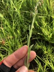 Lobelia fenestralis