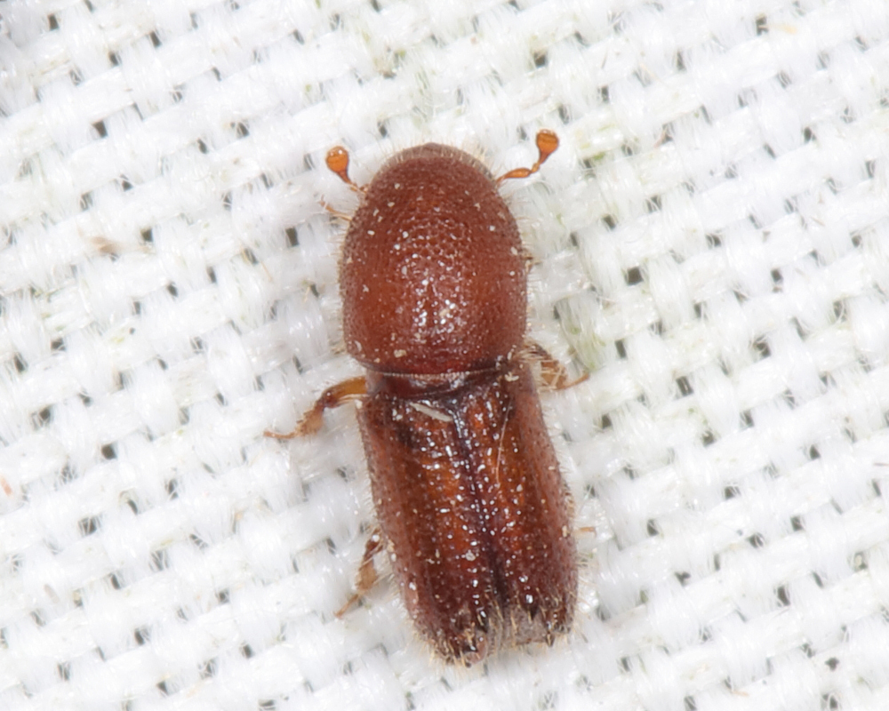 Carving Bark Beetle