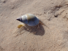 Nassarius dorsatus