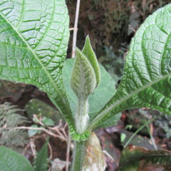 Verbesina crassiramea