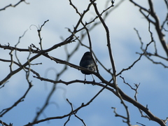 Molothrus bonariensis