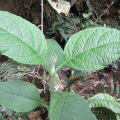 Verbesina crassiramea