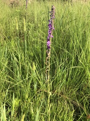 Lobelia fenestralis