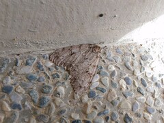 Lymantria sinica sinica