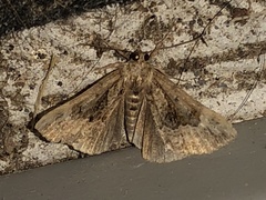 Hypena palparia