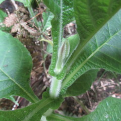 Verbesina crassiramea