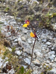 Cyrtochilum aureum