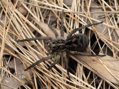 Tasmanicosa gilberta