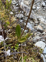 Cyrtochilum aureum