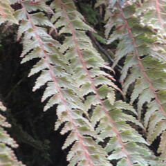 Hymenophyllum tomentosum