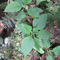 Verbesina crassiramea