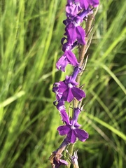 Lobelia fenestralis