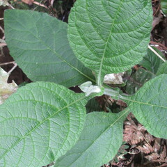 Verbesina crassiramea