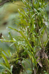 Microsorum pustulatum pustulatum