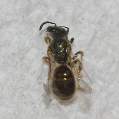 Lasioglossum illinoense