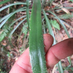 Puya lineata