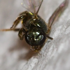 Lasioglossum illinoense