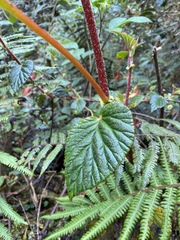 Begonia hirta