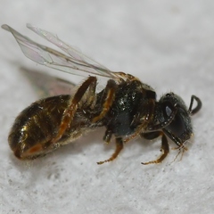 Lasioglossum illinoense