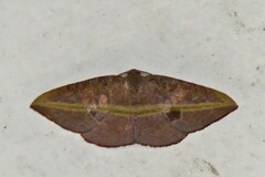 Hypochrosis iris