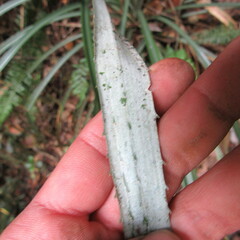 Puya lineata