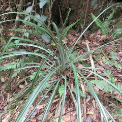 Puya lineata