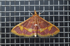 Pyrausta cruoralis