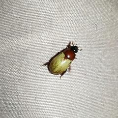 Cyclocephala melanocephala