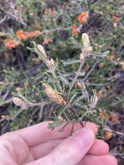 Gastrolobium polystachyum