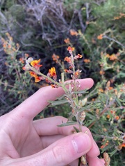 Gastrolobium polystachyum