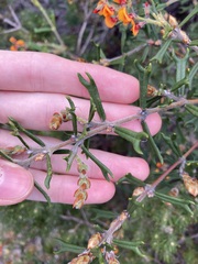 Gastrolobium polystachyum