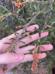 Gastrolobium polystachyum