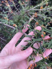 Gastrolobium polystachyum