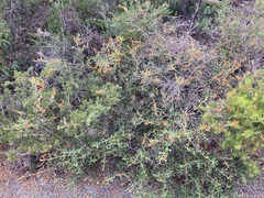 Gastrolobium polystachyum