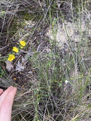 Cyanothamnus ramosus