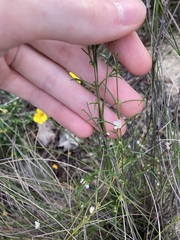 Cyanothamnus ramosus