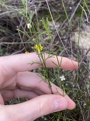 Cyanothamnus ramosus