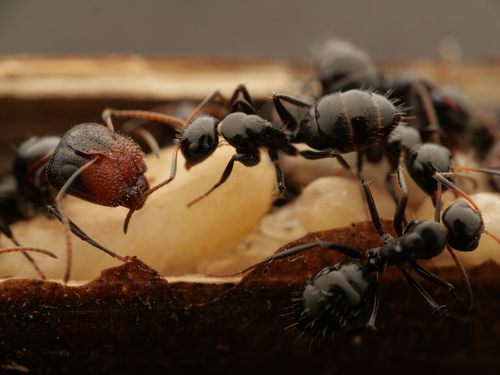 白环弓背蚁Camponotus albocinctus