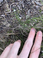 Cyanothamnus ramosus