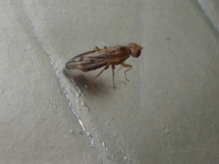 Opomyza germinationis