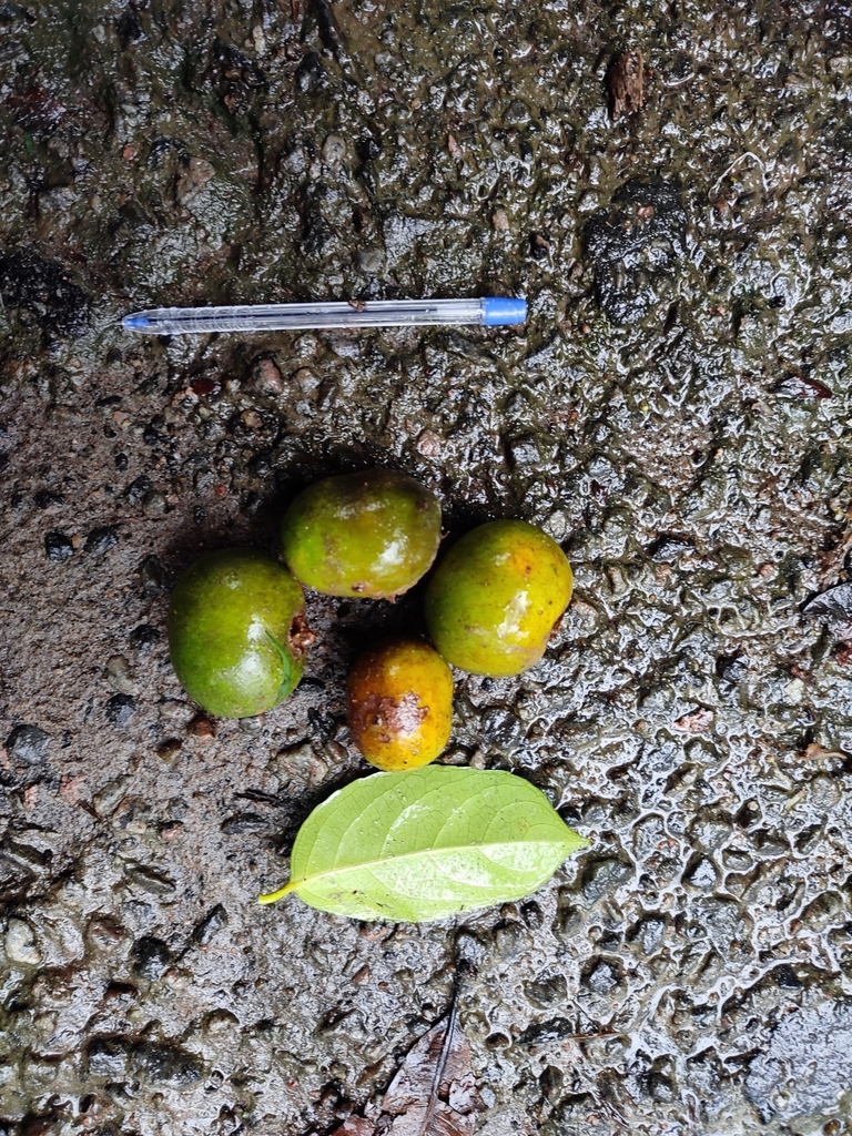 Drypetes confertiflora
