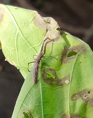 Miagrammopes mexicanus