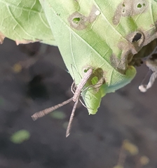 Miagrammopes mexicanus