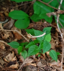 Miagrammopes mexicanus