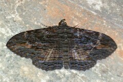 Anisoneura salebrosa