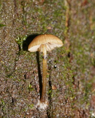 Entoloma readiae
